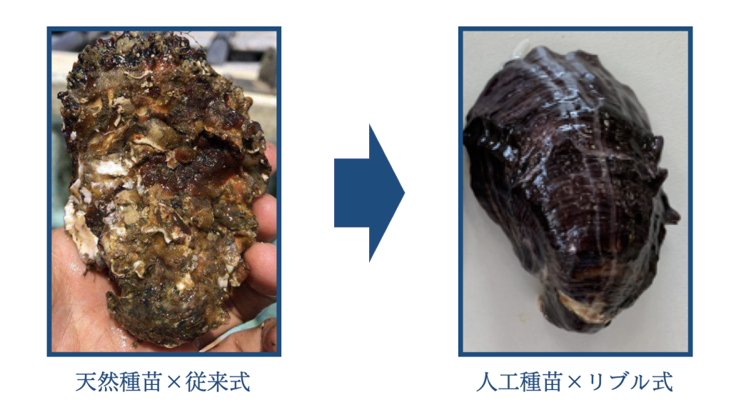 リブルの種苗